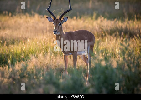 Impala avec ram à l'appareil photo dans le parc national de Chobe, au Botswana. Banque D'Images