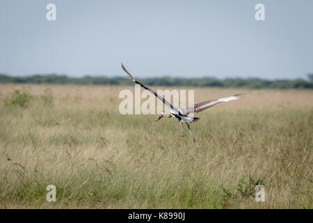 Saddle-billed stork juvénile s'envoler dans le parc national de Chobe, au Botswana. Banque D'Images