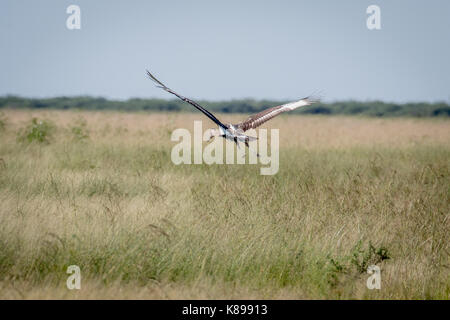 Saddle-billed stork juvénile s'envoler dans le parc national de Chobe, au Botswana. Banque D'Images