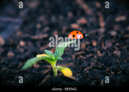 Détail de cannabis macro en pot pousse avec lady bug (ladybeetle) - concept d'agriculture de la marijuana médicale Banque D'Images