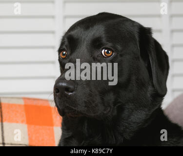 Portrait - labrador noir labrador noir domestiqué animal chien Banque D'Images