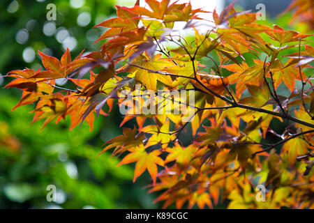 L'érable japonais couleur automne laisse sur une branche Banque D'Images