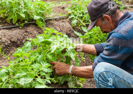 Homme travaillant à la tomate (Lycopersicon esculentum) champ de culture Banque D'Images