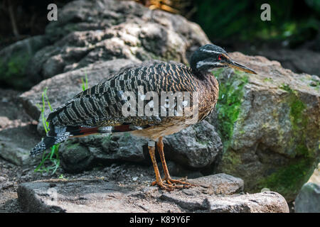 Sunbittern (eurypyga helias) originaire d'Amérique centrale et du sud Banque D'Images