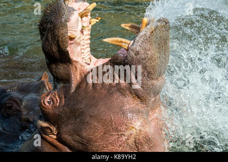 L'hippopotame commun / Hippopotame (Hippopotamus amphibius) dans le lac montrant d'énormes dents et de grandes défenses canine dans la bouche grande ouverte Banque D'Images