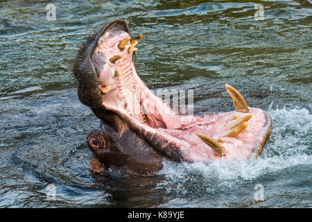 L'hippopotame commun / Hippopotame (Hippopotamus amphibius) dans le lac montrant d'énormes dents et de grandes défenses canine dans la bouche grande ouverte Banque D'Images