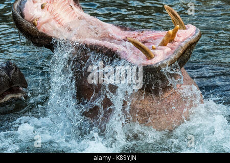 L'hippopotame commun / Hippopotame (Hippopotamus amphibius) dans le lac montrant d'énormes dents et de grandes défenses canine dans la bouche grande ouverte Banque D'Images