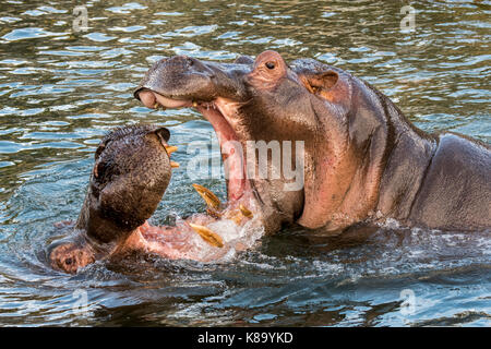 La lutte contre l'hippopotame / hippos (Hippopotamus amphibius) dans le lac montrant d'énormes dents et de grandes défenses canine dans la bouche grande ouverte Banque D'Images