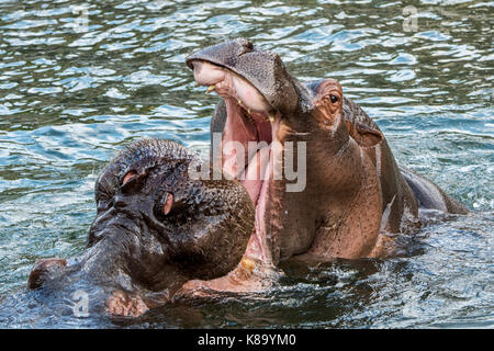 Deux bâillements hippopotames / hippos (Hippopotamus amphibius) dans le lac, les bâillements avec une bouche sert comme une menace afficher Banque D'Images