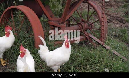 Les poulets dans une ferme Banque D'Images