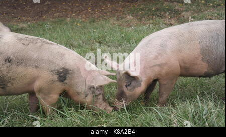 deux cochons Banque D'Images