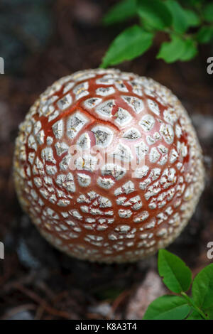 Amanita muscaria champignon, Pecos Wilderness Area, Santa Fe National Forest, près de Santa Fe, Nouveau Mexique USA Banque D'Images