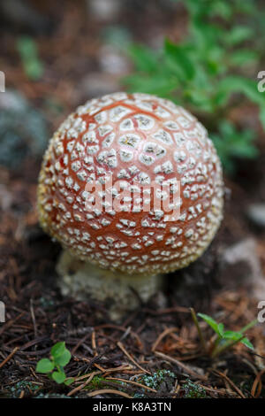 Amanita muscaria champignon, Pecos Wilderness Area, Santa Fe National Forest, près de Santa Fe, Nouveau Mexique USA Banque D'Images