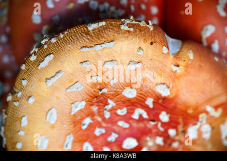 Amanita muscaria champignon, Pecos Wilderness Area, Santa Fe National Forest, près de Santa Fe, Nouveau Mexique USA Banque D'Images