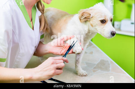 Manucure pour chien salon de toilettage pour animaux de compagnie Banque D'Images