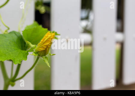 Fleur de citrouille dans l'usine de légumes Banque D'Images