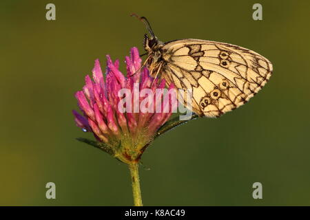 Homme Marbré Papillon Blanc Banque D'Images