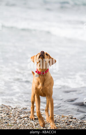 Un labrador retriever jaune debout sur une plage de galets avec l'océan derrière tout en regardant vers le haut dans l'espace. copie curieusement Banque D'Images