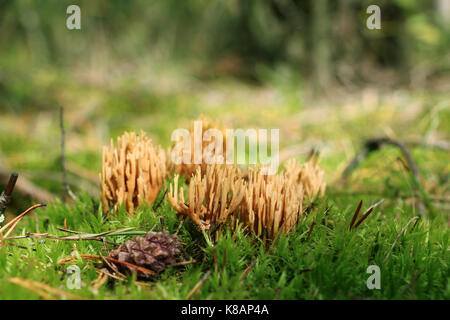 Ramaria flava champignons poussant dans le bois. belles petites plantes comestibles frais sain Banque D'Images