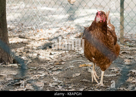 Portrait d'une poule dans une ferme Banque D'Images