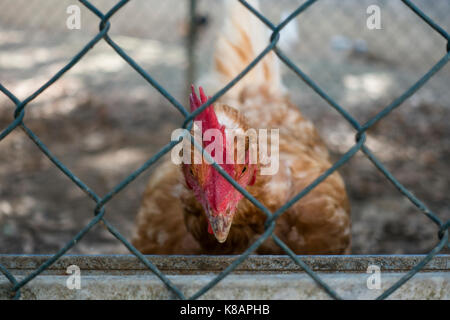 Portrait d'une poule dans une ferme Banque D'Images