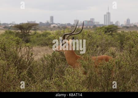 Impala, Aepyceros melampus, homme, le parc national de Nairobi, Nairobi ville en arrière-plan Banque D'Images