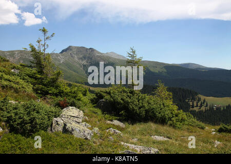 Carja dans le sommet des montagnes Carpates du Sud, Parang, Roumanie Banque D'Images