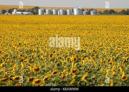 Pine Ridge, Dakota du Sud - tournesols qui poussent sur une ferme sur la réserve indienne de Pine Ridge. Banque D'Images