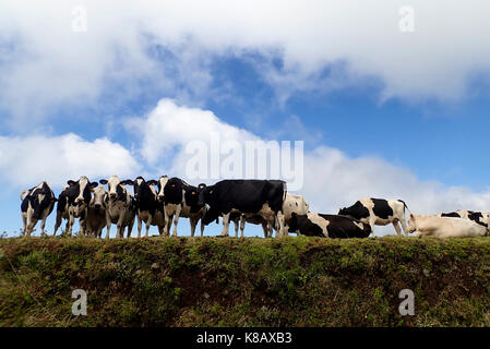 Les vaches laitières de l'île de São Jorge Açores Portugal Europe Banque D'Images