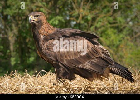 Un portrait d'un aigle doré debout sur une balle de foin avec une toile de fond naturelle d'arbres Banque D'Images