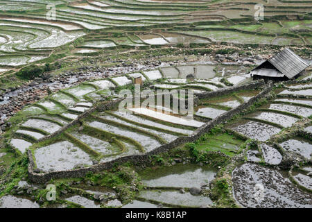 Un mur de pierres faite main entoure une récolte de riz, les agriculteurs dans les montagnes de Sapa. Banque D'Images