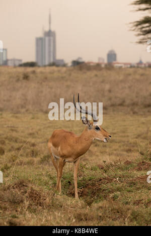 Impala, Aepyceros melampus, homme, le parc national de Nairobi, Nairobi ville en arrière-plan Banque D'Images