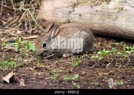 Jeune lapin sauvage UK Oryctolagus cuniculus le pâturage Banque D'Images