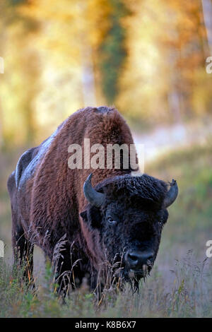 Portrait de bisons des bois Bull standing in field Banque D'Images