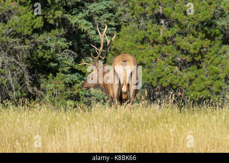 Young male elk à Jasper en Alberta Banque D'Images