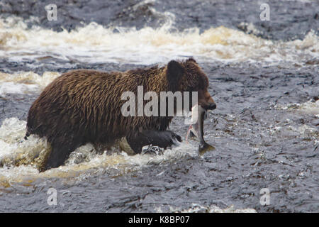 L'ours brun côtières pêcher le saumon dans une rivière dans le sud-est de l'Alaska, USA Banque D'Images