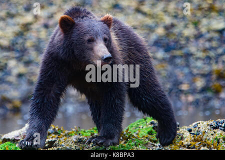 Les jeunes ours brun marche sur le côté de l'eau du saumon à Pavlof, port de l'Île Chichagof, la Forêt Nationale Tongass, Alaska, USA Banque D'Images