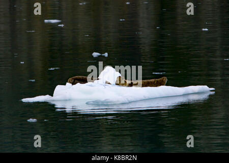 Le phoque commun hisse sur la glace en face de Margerie Glacier, Glacier Bay National Park, Alaska, USA Banque D'Images