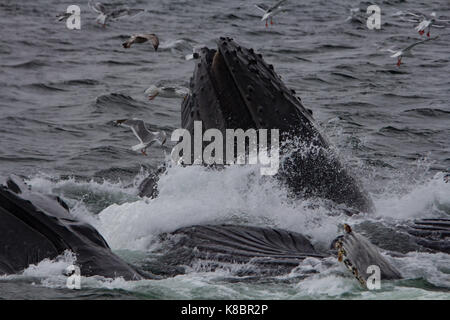 Les baleines à bosse travaillent ensemble en coopérative d'alimentation de filet de bulles de manger du hareng dans le sud-est de l'Alaska, USA Banque D'Images