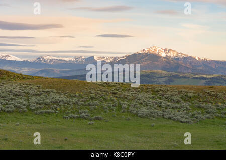 Blacktail plateau avec une vue sur les montagnes enneigées au loin et un pré vert herbe armoise avec au premier plan. Banque D'Images