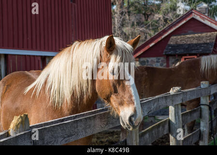 Portrait d'un cheval brun Banque D'Images
