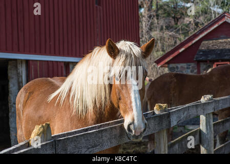 Portrait d'un cheval brun Banque D'Images
