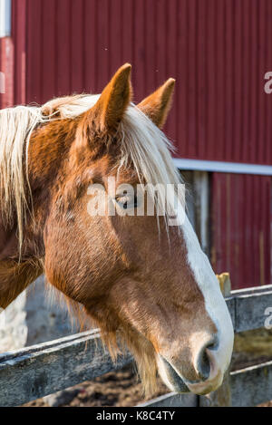 Portrait d'un cheval brun Banque D'Images