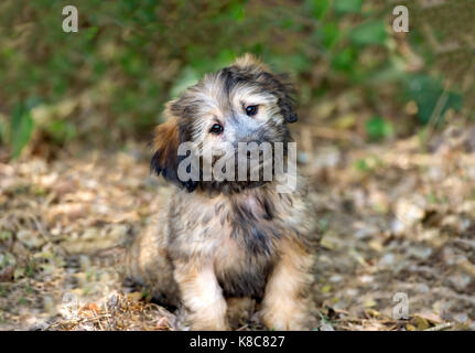 Chien curieux est un mignon adorable fluffy puppy curieux chien chien chiot mignon donner à ces yeux. Banque D'Images