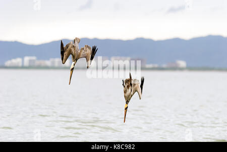 Plongée pélicans sont deux belles plumes de la côte du Pacifique vers l'océan plongée pelican avec de l'eau bâtiments dans l'arrière-plan. Banque D'Images