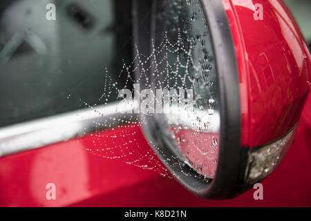 De rosée araignée, Spider web sur un rétroviseur de voiture Banque D'Images