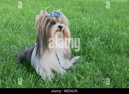 Beau mâle race de chien yorkshire terrier castor avec noeud sur une pelouse verte Banque D'Images