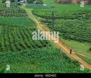 La plantation de thé dans la région de Ha Giang, dans le nord du Vietnam ha giang province. la Chine les frontières avec une longueur de plus de 270 kilomètres (170 mi). Banque D'Images