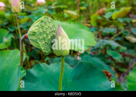 Incroyable de fruits et de fleur de lotus lotus s'embrasser dans un lac tropical calme en matinée de printemps. Banque D'Images