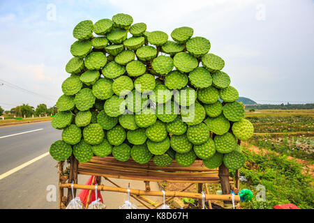 De l'alimentation de rue lotus frais fruit est affiché à la vente le long d'une autoroute au Cambodge populaires pour les voyageurs.. Banque D'Images